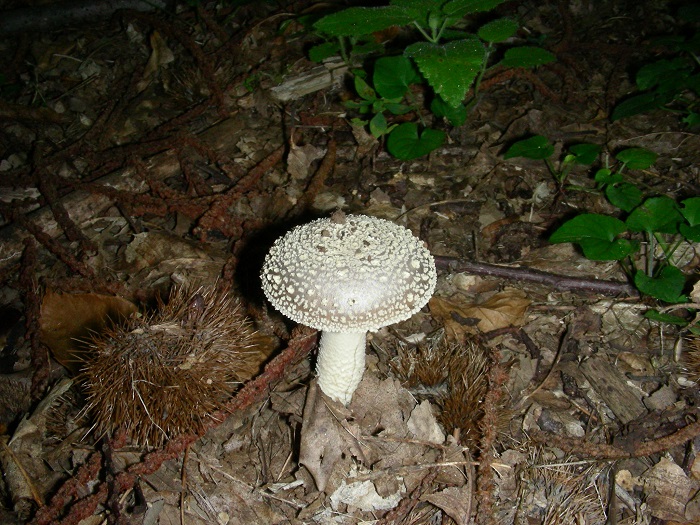 1093 Luglio vecchio ritrovamento